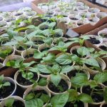 מתי לשתול שתילים לא לפי לוח השנה הירחי, אלא לפי לוח הזמנים האמיתי של הצמח: מציאת התאריך שלך unnamed-file.jpg