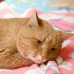 מדוע חתול מקמט שמיכה בכפותיו: טקס נוגע ללב מילדות unnamed-file.jpg