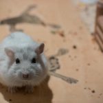 מדוע אוגר רץ על גלגל: אובססיה לתנועה כמפתח להישרדות unnamed-file.jpg