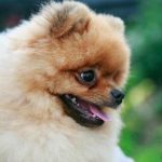 שפה במקום מילים: למה כלבים "מתנשקים" ומה הם רוצים לומר unnamed-file.jpg