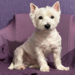 למה כלב מסתובב לפני השינה: שפת גוף נשכחת שאנחנו כבר לא מבינים unnamed-file.jpg