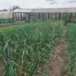 ביוכימיה במאבק נגד דלקת מאוחרת: מדוע מי גבינה כל כך יעיל unnamed-file.jpg