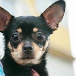 למה כלב צריך את הגרב הישנה שלך: הבנת פטישיזם מנקודת מבט אתולוגית unnamed-file.jpg