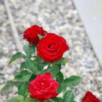 מדוע קליפת הבננה הפכה לאוצר העיקרי עבור מגדלי הוורדים: משאב נסתר לפריחה שופעת unnamed-file.jpg